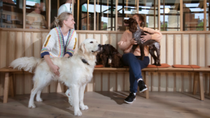 Dog daycare in Fulham- WagWorks
